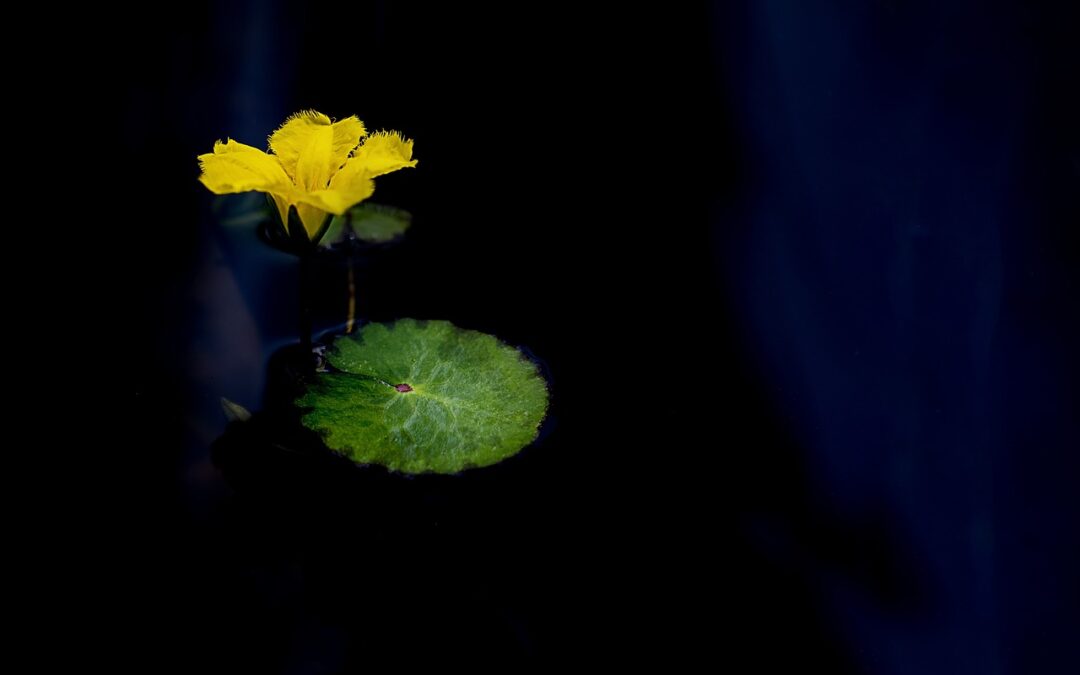 Yellow Flower and lily pad with black background.
